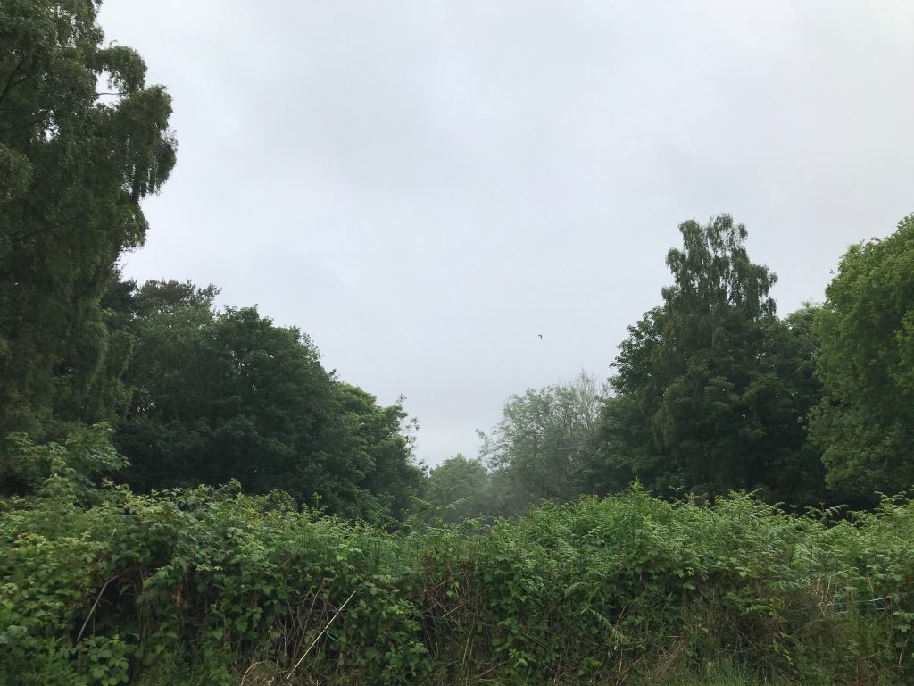 Dreich day on the east of Scotland