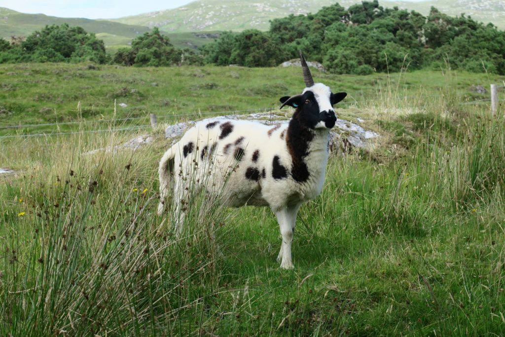 Spinning with a Dealgan or Farsadh — Darach Social Croft