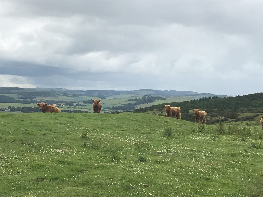Highland cows, Norman's law