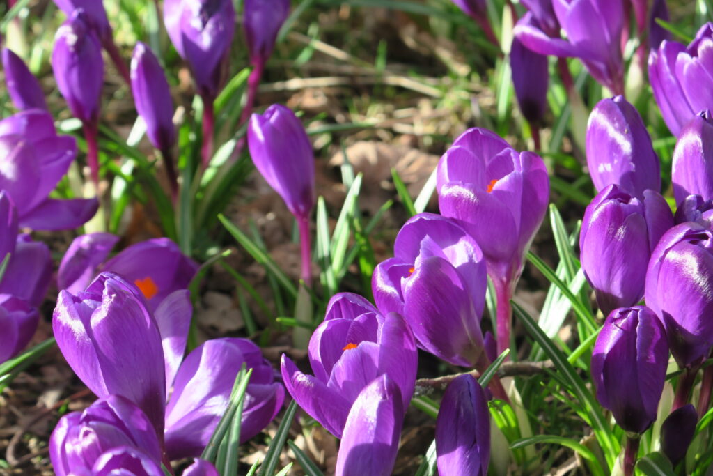 Crocusses at Falkland village