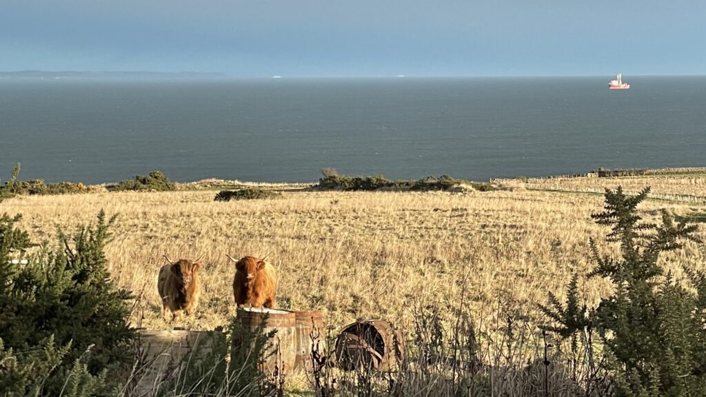 View from Kinkel Byre with lovely Coco & Ginger who do a good job of rough grazing