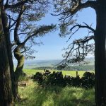 Minfulness & Froest Bathing