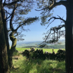 Minfulness & Froest Bathing